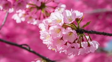 ai gegenereerd roze sakura bloesems creëren een verbijsterend tafereel tegen roze tinten foto