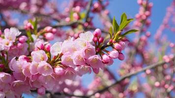 ai gegenereerd Pruim bloesem takken met roze bloemen vieren de aankomst van voorjaar foto