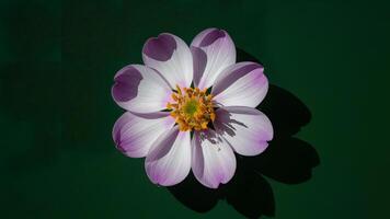 ai gegenereerd donker groen achtergrond met paars bloem meeldraden schaduwen foto