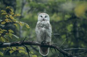 ai gegenereerd wit uil neergestreken in Woud foto