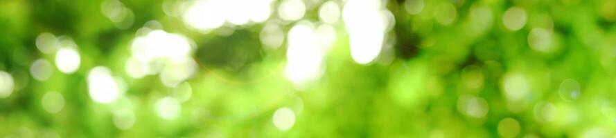 rustig groen, levendig blad temidden van een zacht nevel. foto