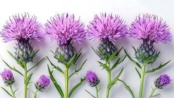 ai gegenereerd melk distel bloemen Aan een wit achtergrond foto