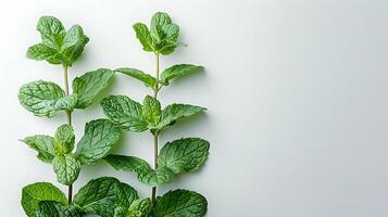 ai gegenereerd geneeskrachtig planten pepermunt Aan een wit achtergrond foto