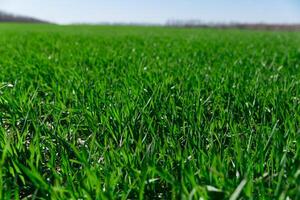 voorjaar gras Aan de veld, groen gras, gras groeit Aan de veld, veld- in voorjaar foto