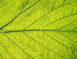 macro schot van blad textuur, natuurlijk eco achtergrond. foto