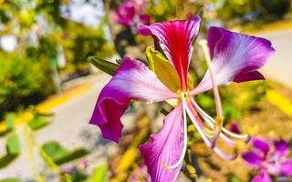 roze rood Purper bloemen planten in tropisch Woud natuur Mexico. foto