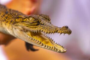 baby krokodil van de mangroven in hand- in sri lanka. foto
