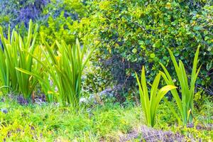 hymenocallis caribaea caraïben spin lelie uniek wit bloem Mexico. foto