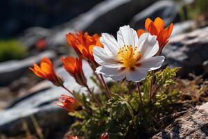 ai gegenereerd een detailopname van een berg bloem in vol bloeien. generatief ai foto