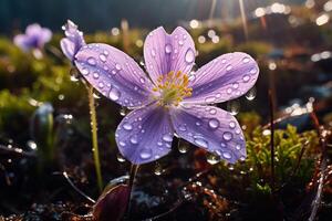 ai gegenereerd een detailopname van een alpine bloem gedekt in ochtend- dauw. generatief ai foto