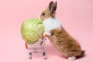 jong aanbiddelijk konijn staan Aan gekleurd achtergrond. schattig baby konijn voor Pasen en online boodschappen doen winkel voor huisdier en groente. foto