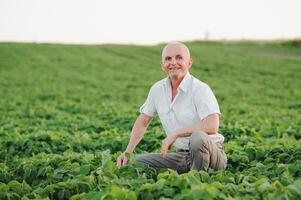 portret van senior boer staand in soja veld- onderzoeken Bijsnijden Bij zonsondergang. foto