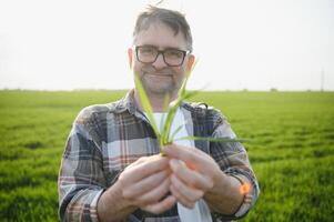 portret van senior boer staand in groen tarwe veld. foto