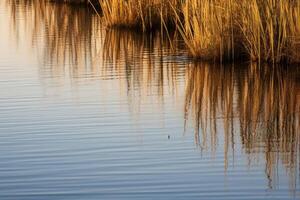 ai gegenereerd rustig moerasland met hoog grassen en reflecties in de water. generatief ai foto