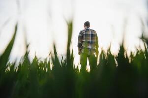 portret van senior boer staand in groen tarwe veld. foto