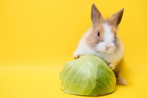 schattig konijn Aan geel achtergrond. Pasen symbool foto