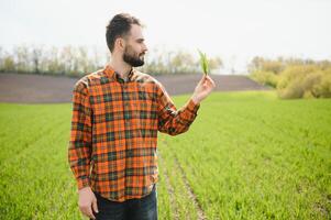 een jong boer inspecteert de kwaliteit van tarwe spruiten in de veld. de concept van landbouw. foto