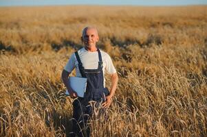 portret van senior boer agronoom in tarwe veld- controle gewassen voordat oogst. geslaagd biologisch voedsel productie en teelt. foto