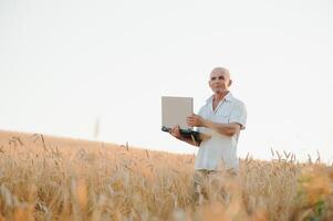 bezorgd grijs haren agronoom of boer gebruik makend van een tablet terwijl inspecteren biologisch tarwe veld- voordat de oogst. terug lit zonsondergang foto. laag hoek visie. foto