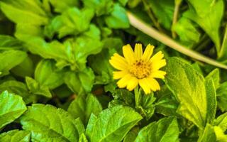 geel mooi tropisch bloemen en planten in Mexico. foto