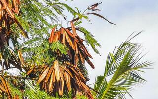 rood guaje boom fabriek met zaad bonen Boon peul peulen. foto