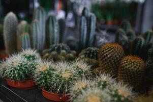 veel verschillend cactussen in potten, selectief focus, getint beeld foto