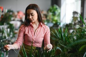 kant achterzijde visie van charmant vrouw bloemist in schort zetten potten met groen fabriek Aan schappen in bloemen winkel. jong vrouw tuinman werken met kamerplanten Bij huis. concept van bloemen klein bedrijf. foto