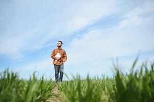 een jong boer inspecteert de kwaliteit van tarwe spruiten in de veld. de concept van landbouw foto