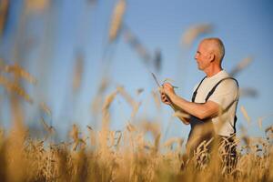 landbouw, boer of agronoom inspecteren de kwaliteit van tarwe in veld klaar om te oogsten foto