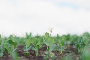 jong erwt planten in vroeg voorjaar tuin - selectief focus, kopiëren sps foto