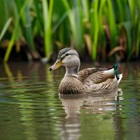 ai gegenereerd rustig wetland tafereel mannetje wilde eend eend in vredig zwemmen voor sociaal media post grootte foto