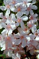 textuur van witte oleanderbloemen foto