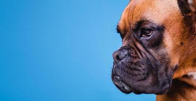 bokserhond in de fotostudio op blauwe achtergrond. kopieer ruimte foto