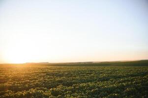 soja planten in agrarisch veld- in zonsondergang, selectief focus foto