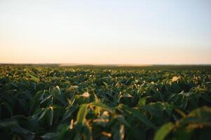 soja veld- en soja planten in vroeg ochtend- licht. soja landbouw foto