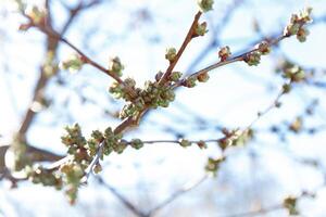 bomen in lente, bomen bloeien in lente, tak, bloemknoppen Aan een tak, mooi achtergrond, jong bladeren en bloemen Aan boom takken foto