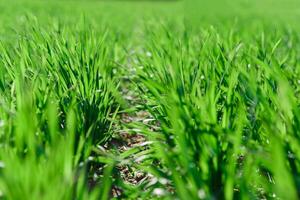 voorjaar gras Aan de veld, groen gras, gras groeit Aan de veld, veld- in voorjaar foto