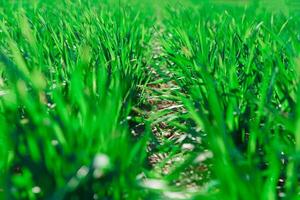 voorjaar gras Aan de veld, groen gras, gras groeit Aan de veld, veld- in voorjaar foto