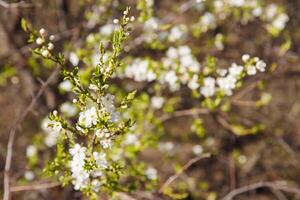 bomen in lente, bomen bloeien in lente, tak, bloemknoppen Aan een tak, mooi achtergrond, jong bladeren en bloemen Aan boom takken foto