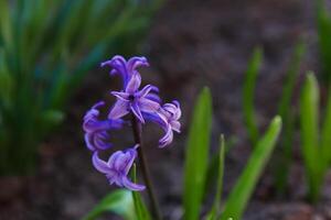 bloemen in een bloem bed, bloemen bloeien in lente, bloemen in lente, bloem bed foto