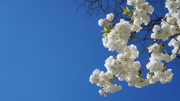 opzichtig en helder prunus kanzan Japans bloeiend kers dubbele laag bloemen detailopname. sakura bloesem. Japans kers bloesem. foto
