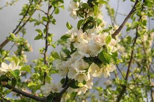 mooi en delicaat appel bloemen in de ochtend- zon dichtbij omhoog. appel bloesem. voorjaar achtergrond. foto