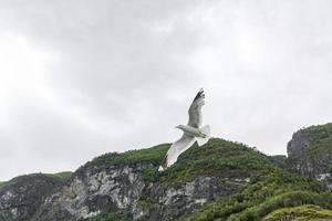 meeuwen vliegen door het prachtige berglandschap van de fjord in noorwegen. foto