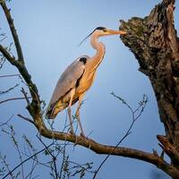 vogel fotografie, vogel afbeelding, meest mooi vogel fotografie, natuur fotografie foto