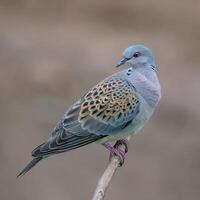 vogel fotografie, vogel afbeelding, meest mooi vogel fotografie, natuur fotografie foto