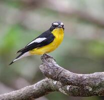 vogel fotografie, vogel afbeelding, meest mooi vogel fotografie, natuur fotografie foto