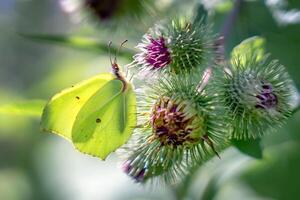 monarch, mooi vlinder fotografie, mooi vlinder Aan bloem, macro fotografie, mooi natuur foto