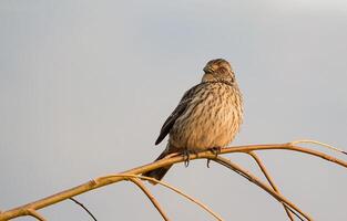 vogel fotografie, vogel afbeelding, meest mooi vogel fotografie, natuur fotografie foto