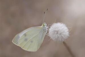 monarch, mooi vlinder fotografie, mooi vlinder Aan bloem, macro fotografie, mooi natuur foto