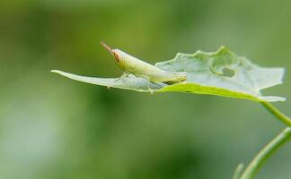 libel fotografie, detailopname schot van een libel in de natuurlijk milieu foto